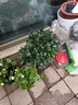 安酷杜鵑花盆栽大苗耐熱耐寒四季開(kāi)花康乃馨紅皇冠常綠安庫皋月 小苗四季杜鵑紅皇冠高度25cm 3 帶盆栽好 曬單實(shí)拍圖