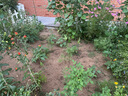 墨一【送貨上門】爬藤架葡萄黃瓜豆角架種菜花支架庭院園藝花卉支撐桿 粗8mm長(zhǎng)150cm10支 特大 曬單實(shí)拍圖