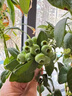 藍莓樹(shù)果苗盆栽帶果發(fā)貨陽(yáng)臺南北方種植藍莓果樹(shù)苗特大號當年結果 【精選】5年苗【F6】帶土帶葉發(fā)貨 曬單實(shí)拍圖