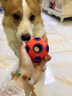 JCZS狗狗玩具球發(fā)聲耐咬小型犬解悶狗咬球磨牙球幼犬大訓(xùn)練寵物骨頭球 空心小號海葵球(藍色) 曬單實拍圖