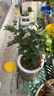 綠有意防驅(qū)蚊草正宗清香盆栽胡椒木老樁室內(nèi)綠植好養(yǎng)植物陽臺花卉盆景苗 中苗清香驅(qū)蚊+早安吸水盆一盆（送肥料） 含盆 曬單實拍圖
