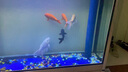 中國紅冷水淡水觀賞魚錦鯉魚活魚金魚小型好養(yǎng)紅鯉魚純種小錦鯉 19-21cm長紅金1條 曬單實拍圖
