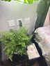 紐思維爾門廳入戶玄關燈創(chuàng)意荷葉玻璃餐廳小吊燈輕奢陽臺燈樓梯走廊過道燈 【全光譜】全銅+綠色燈罩-30CM 三色變光 曬單實拍圖