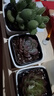 多肉植物帶盆綠植花卉盆栽貴貨老樁群生玉樹(shù)玉露仙人掌肉肉 3顆多肉+盆+木托【自選不超4.8元 曬單實(shí)拍圖
