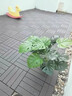 PVC塑料地板戶(hù)外露臺陽(yáng)臺地面自鋪室外庭院花園卡扣拼接塑木地板 pvc塑料地板高級灰30cm*30cm一片 曬單實(shí)拍圖