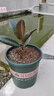 種花迷橡皮樹(shù)黑金剛盆栽植物室內(nèi)吸甲醛客廳凈化空氣四季綠植花卉 橡皮樹(shù)20-25高（1顆） 曬單實(shí)拍圖