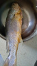 賣魚七郎 寧德黃花魚凈重2.7斤 共3條裝 國產(chǎn)福建大黃魚生鮮魚類 海鮮水產(chǎn) 曬單實拍圖