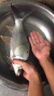 黃辣丁專用餌料羊油顆粒釣餌野釣昂刺黃穎黃骨魚爆戶通殺免打窩 一瓶【顆粒飽滿】 曬單實拍圖