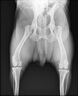法國普維康 狗狗止疼藥非羅考昔寵物抗炎鎮(zhèn)痛犬用止痛消炎關(guān)節(jié)炎手術(shù)外傷骨折骨裂用 227mg10片拆售 曬單實(shí)拍圖