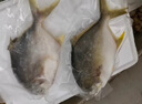 翔泰海南二去金鯧魚700g/2條  去鰓去內臟 燒烤 生鮮魚類  海鮮水產(chǎn) 曬單實拍圖