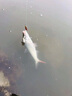 夢(mèng)輝炮彈之子狗水面系釣翹嘴軍魚(yú)水面之子狗路亞餌 紅頭 2.8克 曬單實(shí)拍圖