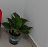 雙盟綠蘿盆栽除甲醛花卉綠植辦公室新房凈化空氣 120款10盆源頭直發(fā) 曬單實拍圖