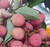 【現(xiàn)貨】順豐正宗四川瀘州合江荔枝新鮮大紅袍荔枝妃子笑荔枝 玉荷包20-25g大果 5斤 曬單實(shí)拍圖
