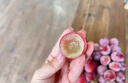 采緹（CAITI）現貨妮娜皇后葡萄無(wú)籽新鮮紅提水果當季時(shí)令水果羅馬紅寶石禮盒 精選1.8斤禮盒裝10-15g 順豐 曬單實(shí)拍圖