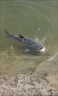 夜韻磯釣遠(yuǎn)投大浮力穩(wěn)定魚(yú)漂滑漂專用漂海釣漂日夜兩用加粗磯釣漂 鉛【7克】腳帶銅環(huán) 咬鉤變色款+1顆電池 曬單實(shí)拍圖