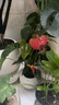 植男植女【買一送一】紅掌好養(yǎng)綠植盆栽四季開花室內(nèi)外養(yǎng)辦公桌面源頭直發(fā) 曬單實(shí)拍圖