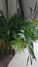 泰西絲大型綠植盆栽散尾葵袖珍椰子50-70cm無(wú)盆+燈籠卡片隨機(jī) 源頭直發(fā) 曬單實(shí)拍圖