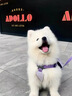 純種薩摩耶幼犬寵物微笑天使健康熊版狼版健康薩摩耶狗狗活體 寵物級 公 曬單實(shí)拍圖