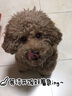 貴族貴族狗糧臻享益能全價全期狗糧雞肉牛肉凍干生骨肉犬糧幼犬成犬糧 【新貨】益能全價雞肉狗糧1.5kg 曬單實拍圖