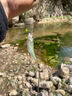 釣魚(yú)王地獄貓打窩顆粒鯽魚(yú)鯉魚(yú)草魚(yú)黑坑紅蟲(chóng)蚯蚓餌料四季窩料底窩300g 曬單實(shí)拍圖
