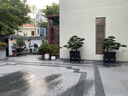 潮裕盆景小葉紫檀盆景老樁植物室內造型綠植擺件造景庭院客廳玄關(guān)辦公好養 精品小葉紫檀盆景31 高端盆景/一物一拍 曬單實(shí)拍圖