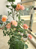京云夢歐月紅色果汁陽臺(tái)薔薇月季四季開花易養(yǎng)護(hù)紅色果汁加侖盆源頭直發(fā) 曬單實(shí)拍圖