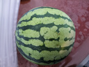 京鮮生 無籽麒麟瓜西瓜 1粒裝 單果5-6斤 水果 源頭直發(fā) 曬單實拍圖