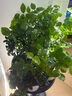 嘆為觀(guān)止18種吊蘭任你選金邊吊蘭各種盆栽花卉客廳垂吊桌面植物凈化空氣 橡皮樹(shù)【陶瓷盆】 含盆 曬單實(shí)拍圖