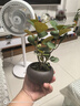 菩提樹盆栽小盼菩提盆景帶果中式禪意桌面擺件室內(nèi)創(chuàng)意好養(yǎng)綠植物 小盼菩提+舍得盆+苔蘚+底座 曬單實(shí)拍圖