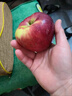 云南昭通紅露櫻桃小蘋果冰糖心丑蘋果新鮮水果脆甜大果整箱 1斤【單果60-69mm】 曬單實(shí)拍圖
