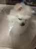 Orijen 渴望狗糧 原味雞肉味 進口 幼犬 通用犬糧2kg 最近效期2026/5 曬單實拍圖