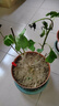 多色重瓣三角梅盆栽花苗耐寒老樁爬藤植物陽臺庭院室內(nèi)外好養(yǎng)花卉植物當年開花三角梅樹苗 精品多色 三年苗 曬單實拍圖