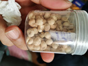 同芙 四川貝母50g 精選川貝原色無硫熏貝母瓶裝藥食同源 曬單實拍圖