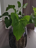 意軒春羽盆栽室內花卉水養水生綠植好養辦公室觀(guān)葉植物 春羽3株（大）（高30） 不含盆 曬單實(shí)拍圖