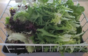 綠食者 沙拉蔬菜組合3.5斤 新鮮苦菊綠葉紅葉生菜西餐沙拉健康輕食蔬菜 蔬菜沙拉組合3.5斤【無沙拉醬】 曬單實拍圖