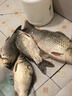 千壽（Qianshou） 千壽釣線日本黑坑釣魚線超柔軟強(qiáng)拉力原絲尼龍線 【子線買二送一】0.6 曬單實(shí)拍圖