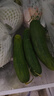 京喜加新鮮無刺水果小黃瓜小青瓜脆甜荷蘭脆嫩生吃黃瓜蔬菜 水果黃瓜 1斤 凈重 曬單實拍圖