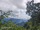 羅漢松大樹樹苗基地直銷雀舌盆景大型庭院綠植常青花卉造型大樹 羅漢松直徑2公分帶大土球 曬單實拍圖