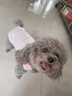 MIKI PAD狗狗衣服春夏季薄款包護肚衣絕育服術(shù)后防舔貓咪衣服透氣防掉毛 背心護肚衣-粉色#可做絕育服 XXS 胸圍26背長(cháng)16（建議1-2斤） 曬單實(shí)拍圖