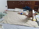 婧麒（JOYNCLEON）隔尿墊嬰兒童防水可洗透氣大尺寸床單寶寶床墊150*200cm Jgn39183 曬單實拍圖