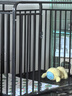 憨憨寵 狗籠 狗籠子中大型犬小型犬帶廁所加粗加固金毛拉布拉多方管籠子 升級六面全方管110*75*90cm 曬單實(shí)拍圖