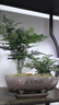 結(jié)盟者文竹盆栽室內(nèi)植物黑骨茶老樁盆景空氣凈化辦公室綠植茶桌桌面好養(yǎng) 老樁文竹+鵬程萬里紫沙盆+同款底托 曬單實拍圖