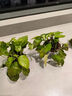 綠蘿盆栽室內(nèi)客廳綠植花卉 家用凈化空氣綠籮植物吸除甲醛吊蘭 高20CM【原盆+托盤】2盆+2肥 曬單實(shí)拍圖