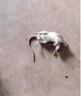 強(qiáng)效滅鼠顆粒蠟丸老鼠藥家用除耗子驅(qū)捕鼠神器室內(nèi)外養(yǎng)殖場田地用 買3送3共6包【日常家用】 曬單實(shí)拍圖