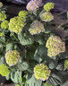繡球花種籽子室內外四季播種開(kāi)花多年生混色花籽種植庭院易活花苗 混色繡球100粒+肥料 曬單實(shí)拍圖