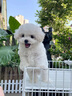 果粒之星純種比熊犬幼犬活體雙血法國(guó)卷毛微笑天使白色比熊活體貴族寵物狗 血統(tǒng)級(jí) 曬單實(shí)拍圖