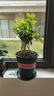 開時(shí)果 茉莉花盆栽濃香型 桌面綠植物陽(yáng)臺(tái)花卉樹苗盆景擺件源頭直發(fā)包郵 精品茉莉花5-10株【加侖盆】 曬單實(shí)拍圖