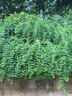 君樂(lè)寶 小小魯班詮維愛(ài)詮能搭檔A2兒童配方奶粉4段800g*2 全面營(yíng)養(yǎng) 曬單實(shí)拍圖