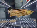 馬印神燈古典金龍魚專用燈魚缸燈潛水燈雷龍燈藍(lán)白金增艷燈全光譜 112CM（金光32W/藍(lán)光35W）雙模式切換 曬單實拍圖