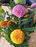 花行榜菊花盆栽九月千頭菊室內外耐寒好養(yǎng)花卉植物 乒乓菊/混色源頭直發(fā) 曬單實拍圖